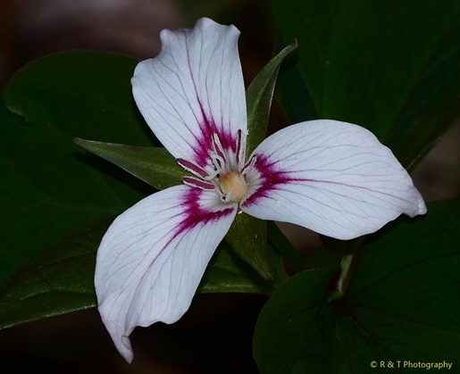 {Trillium undulatum}